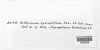 Arthrinium sporophleum image
